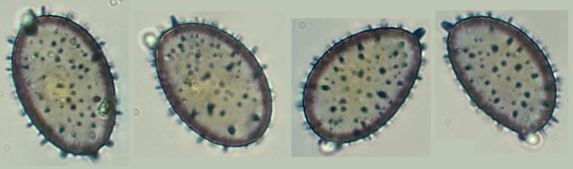 Aleurodiscus wakefieldiae
